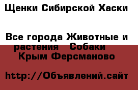 Щенки Сибирской Хаски - Все города Животные и растения » Собаки   . Крым,Ферсманово